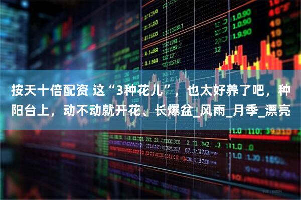 按天十倍配资 这“3种花儿”，也太好养了吧，种阳台上，动不动就开花、长爆盆_风雨_月季_漂亮